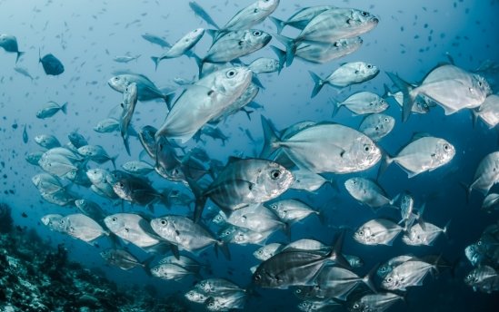 Seafood to increase by 44 million tons by 2050
