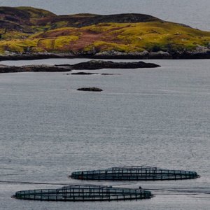 Researchers explore aquacultures progress over the past two decades