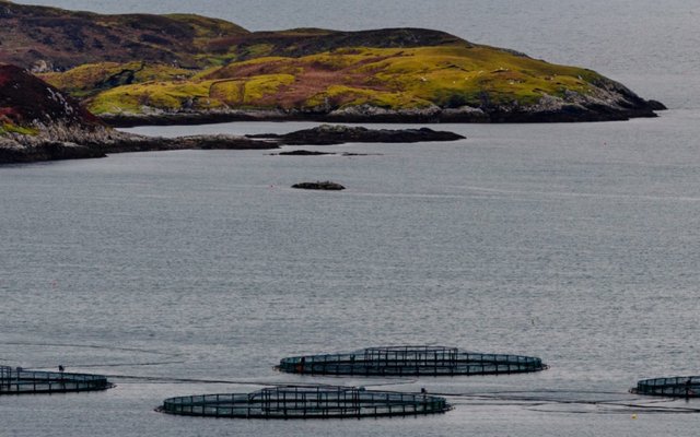 Researchers explore aquacultures progress over the past two decades
