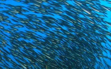 IFFO reports stability of overall output of marine ingredients in 2020