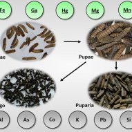 Study finds bioaccumulation of new essential elements in black soldier fly