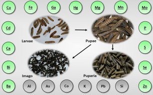 Study finds bioaccumulation of new essential elements in black soldier fly