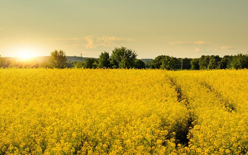 Botaneco closer to commercializing canola protein after successful salmon trials