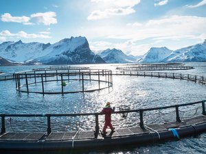 New initiative to develop novel feed sources to reduce climate emissions of Norwegian salmon farming