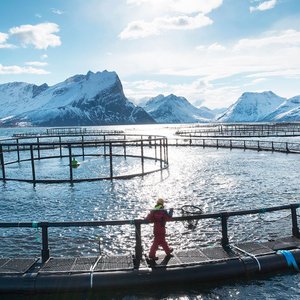 New initiative to develop novel feed sources to reduce climate emissions of Norwegian salmon farming