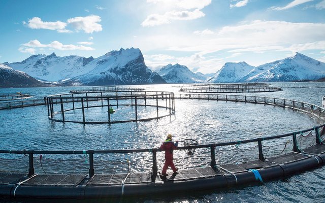 New initiative to develop novel feed sources to reduce climate emissions of Norwegian salmon farming