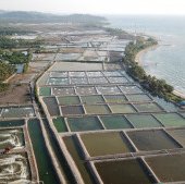 Indonesia to increase sustainable shrimp farming