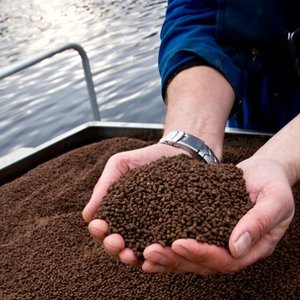 New project to develop fish feed on local waste streams