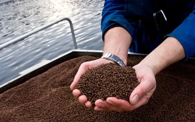 New project to develop fish feed on local waste streams