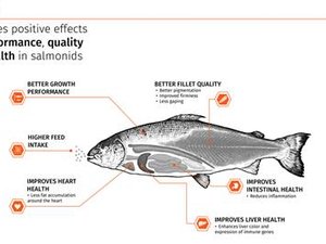 Krill meal improves health and performance of salmonids