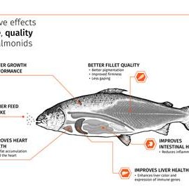 Krill meal improves health and performance of salmonids