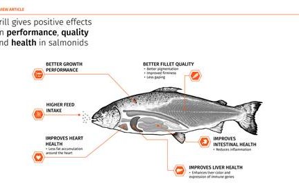 Krill meal improves health and performance of salmonids