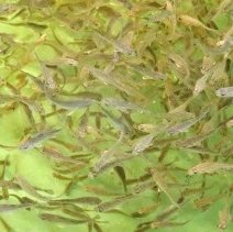 How to recycle byproducts of fish processing plants and replace fishmeal in aquafeeds