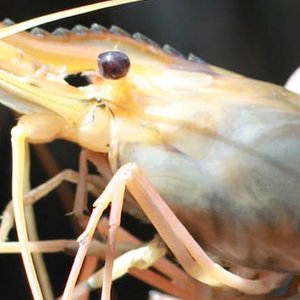 Shrimp farmers must adopt sustainable practices to succeed