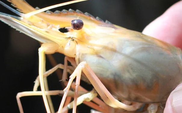 Shrimp farmers must adopt sustainable practices to succeed