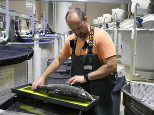 Cargill, Freshwater Institute partnership to improve feeds for RAS salmon farming