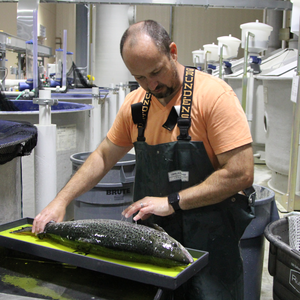 Cargill, Freshwater Institute partnership to improve feeds for RAS salmon farming