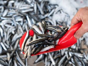 2.79 million tons for the first Peruvian anchovy fishing season