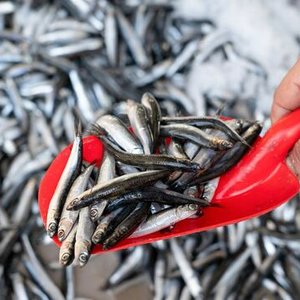 2.79 million tons for the first Peruvian anchovy fishing season