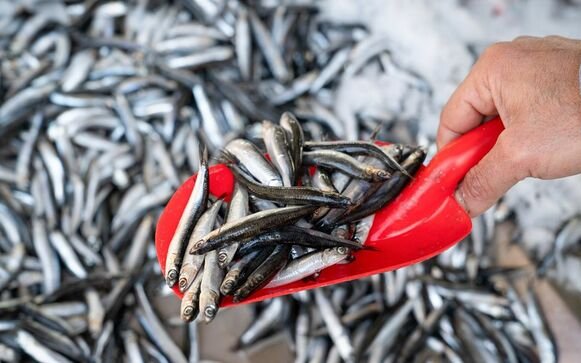 2.79 million tons for the first Peruvian anchovy fishing season