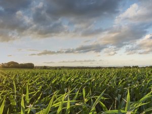 Bunge commits to climate action with science-based targets to reduce GHG emissions