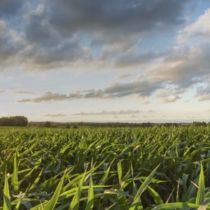 Bunge commits to climate action with science-based targets to reduce GHG emissions