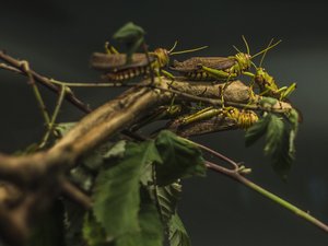 Pakistan turns locust into animal feed