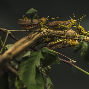 Pakistan turns locust into animal feed