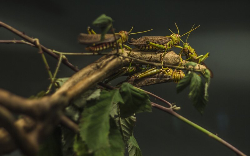 Pakistan turns locust into animal feed