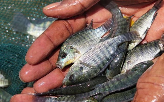 Global fisheries and aquaculture hard hit by COVID-19 pandemic, FAO reports