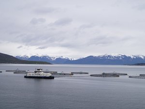 Is Atlantic salmon digestibility compromised by alternative raw material sources?