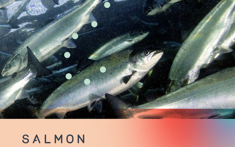 Fish welfare in fish farming - What is that?