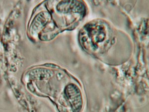 Functional feed additive reduces the impact of enteromyxosis in seabream