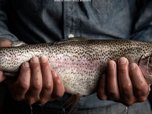 Green Plains signs aquafeed partnership with Riverence