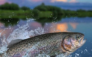 Unibio successfully tests its protein in trout