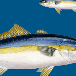 What is the optimum dietary n-3 PUFA level in yellowtail kingfish?