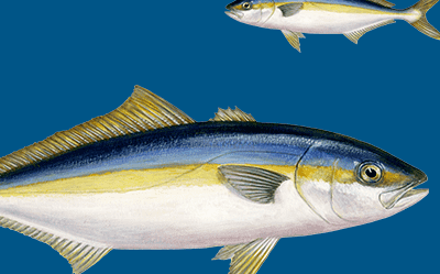 What is the optimum dietary n-3 PUFA level in yellowtail kingfish?