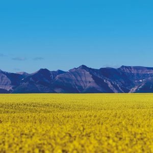 Nuseed omega-3 canola completes food and feed safety study