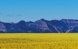 Nuseed omega-3 canola completes food and feed safety study