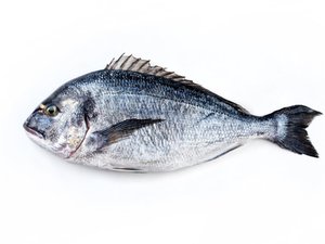 How to prevent winter syndrome in seabream