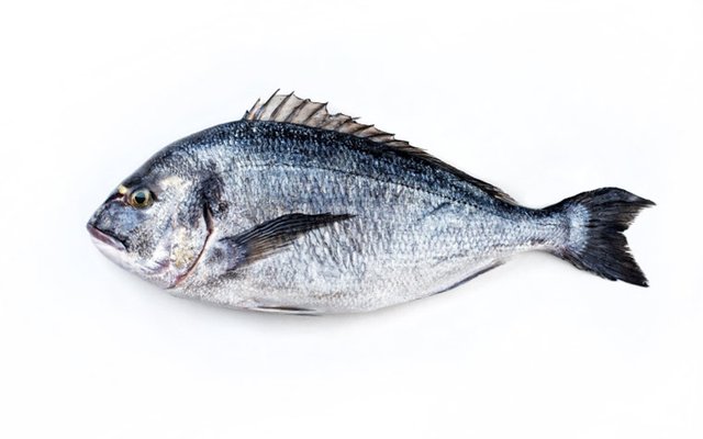 How to prevent winter syndrome in seabream