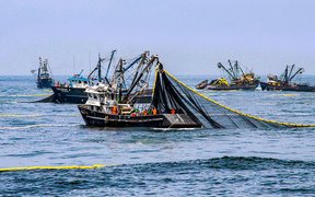 2.5 million tons for the first Peruvian anchovy fishing season