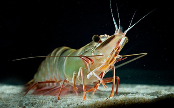 Ridley unveils world-first fish-free feed for sustainable shrimp production