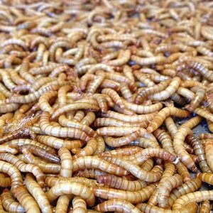 Beta Hatch sequences mealworm genome