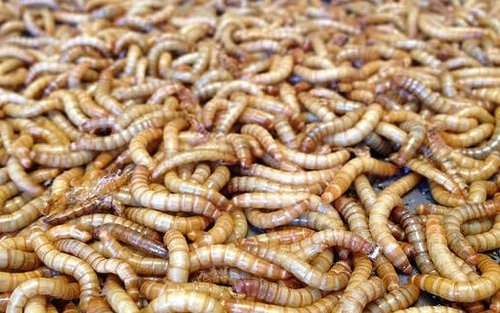 Beta Hatch sequences mealworm genome