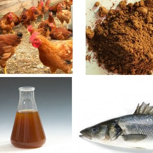 Are processed animal by-products a sustainable source of fish feeds?