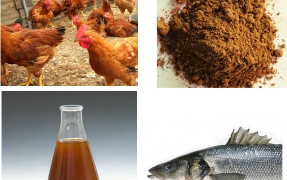 Are processed animal by-products a sustainable source of fish feeds?