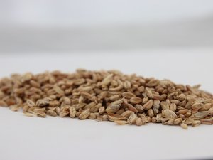 Crop harvest to bring significant quality challenges for feeds