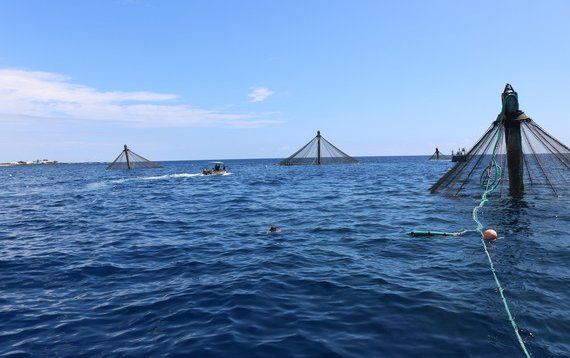 NOAA requests information for aquaculture opportunity areas