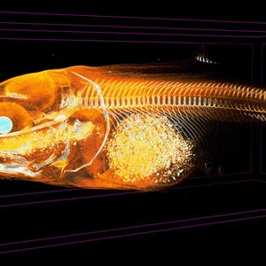 Non-destructive 3D imaging expands aquafeed research tools